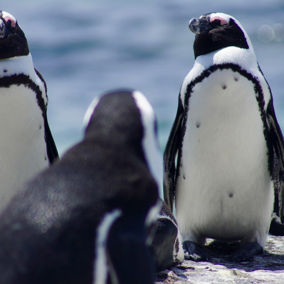 Highlights von Südafrika